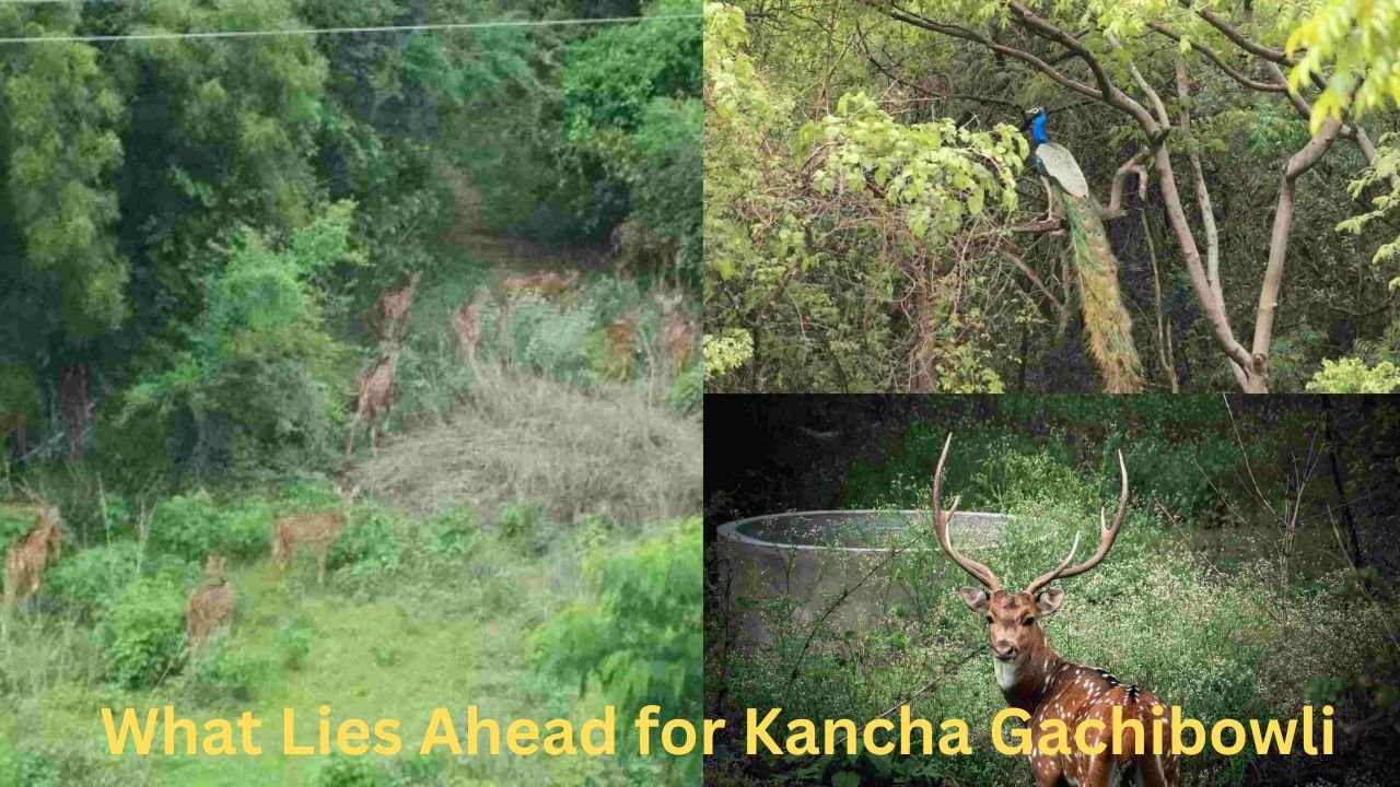 Kancha Gachibowli Land Issue